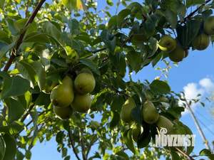 Дом 162м², 2-этажный, участок 8 сот.