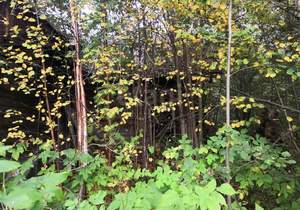 Дом 0м², 1-этажный, участок 11 сот.  