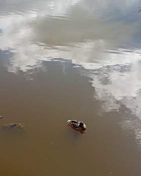 Дом 50м², 2-этажный, участок 7 сот.  