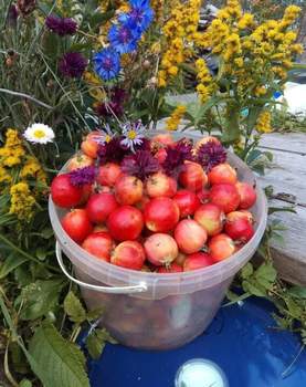 Дом 36м², 2-этажный, участок 7 сот.  