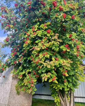 Дом 60м², 1-этажный, участок 9 сот.  